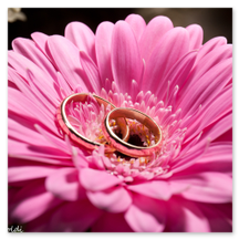 Le fedi scattate all'interno di un fiore sboccaito di colore rosa che fa risaltare l'oro